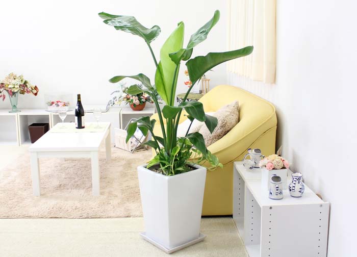 オーガスタ 9号 寄せ植え 陶器鉢 通販 販売｜観葉植物のブルーミング