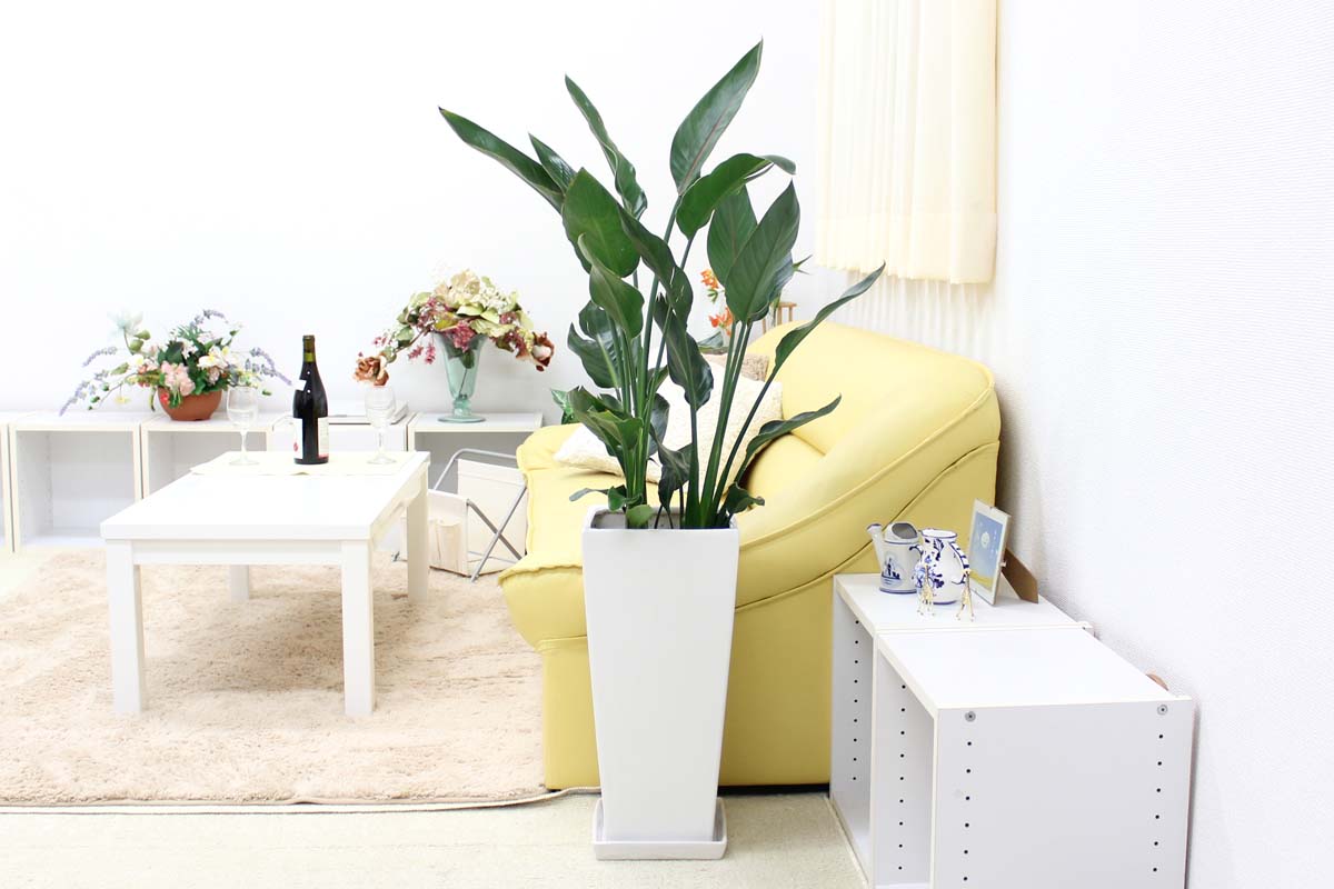 ストレリチア 9号 陶器鉢 通販 販売｜観葉植物のブルーミングスケープ