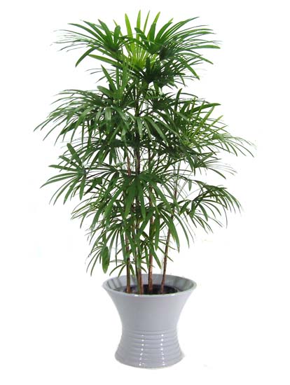 棕櫚竹 （シュロ竹・シュロチク） 観音竹 育て方｜観葉植物 Dictionary