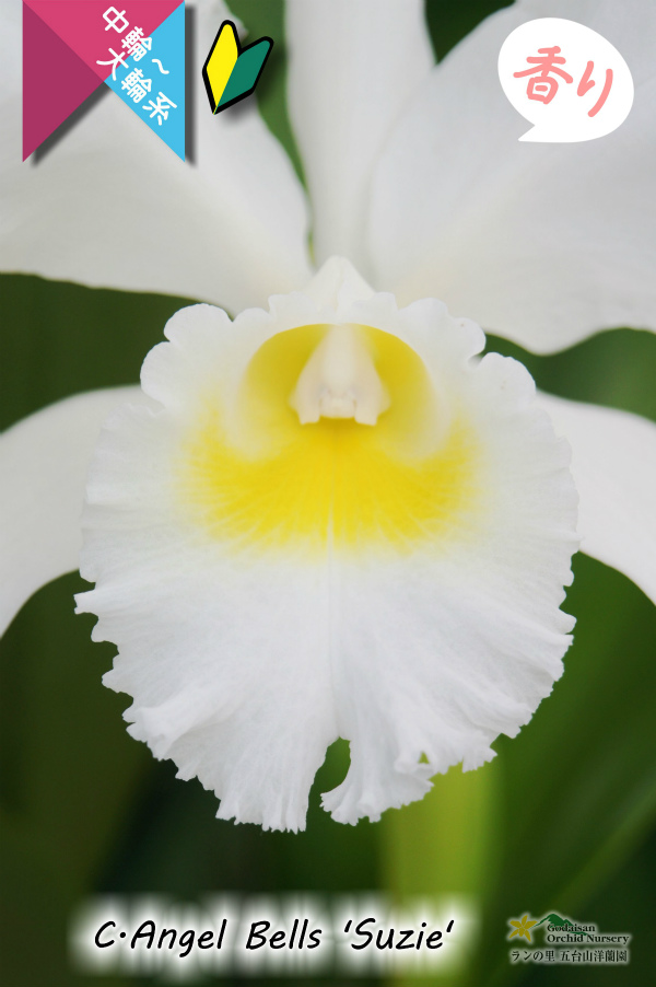 白色中輪〜大輪カトレア】C.Angel Bells 'Suzie'（交配種）カトレア