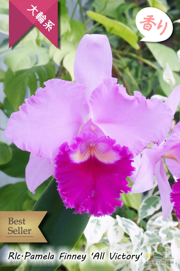 極大輪ラベンダー系カトレア】Rlc.Pamela Finney 'All Victory'（交配