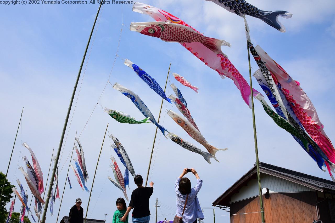 大空を泳ぐ「高時川のこいのぼり」 | 滋賀ガイド！