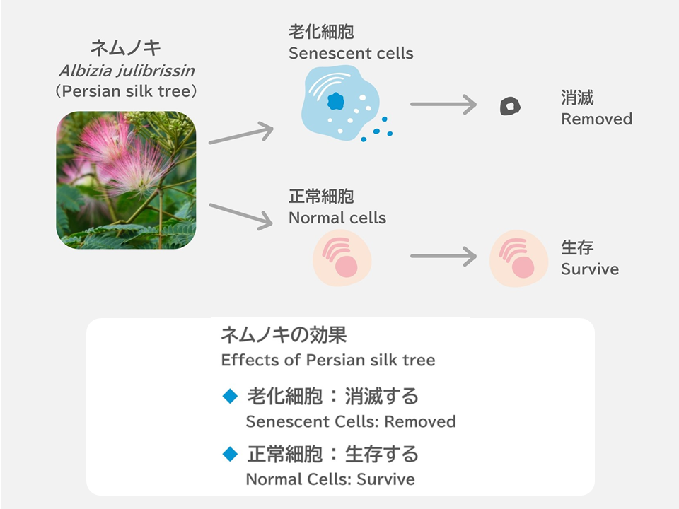 2025年大阪・関西万博】江崎グリコ、「ネムノキ」が老化細胞を取り除く