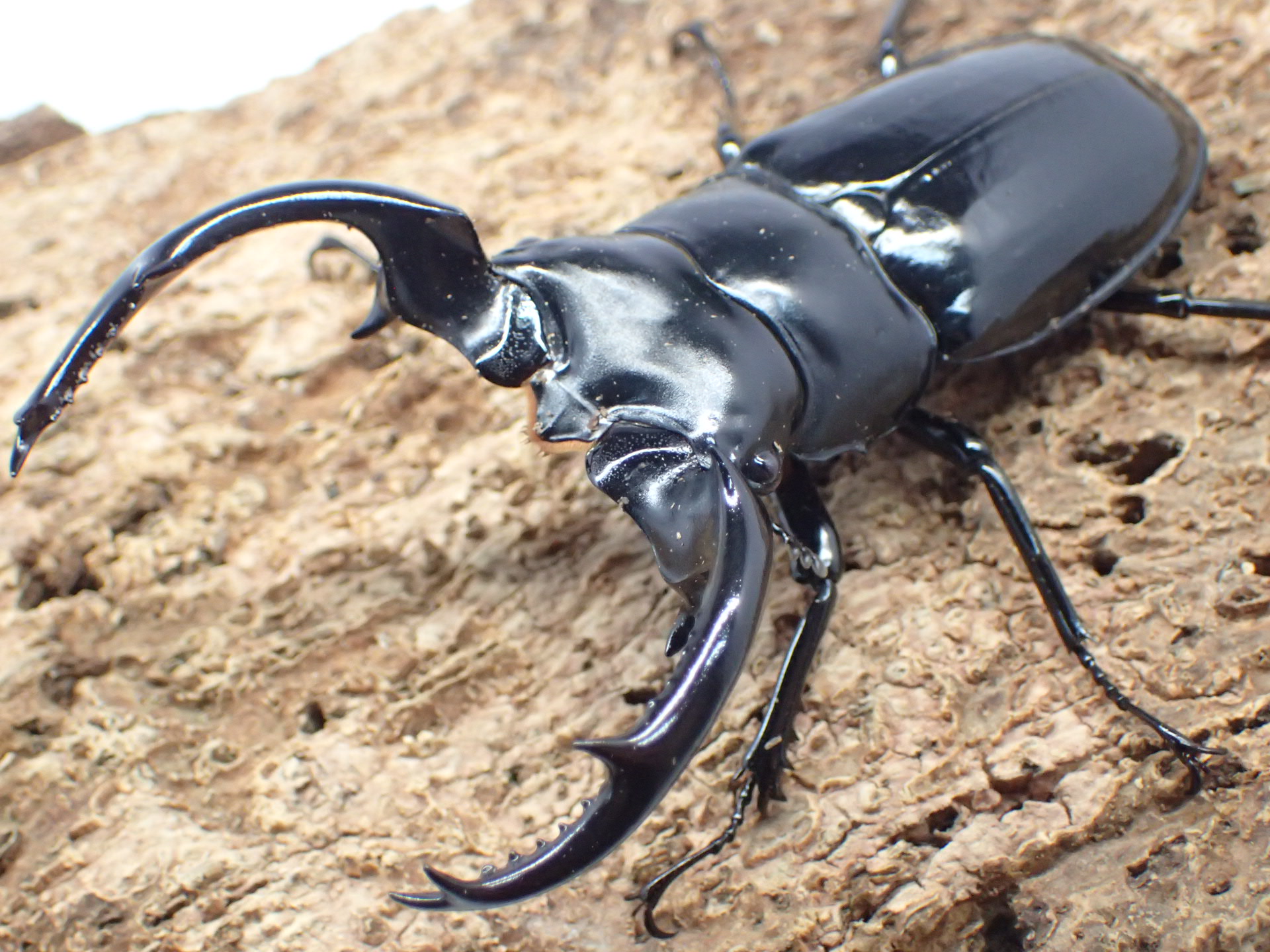 むしやどんぐり / 外国産シカクワガタ