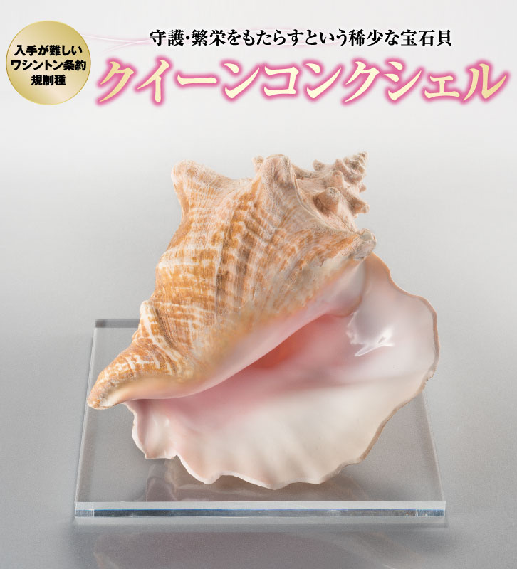 クイーンコンクシェル（大）ー三宝堂オンラインショップ