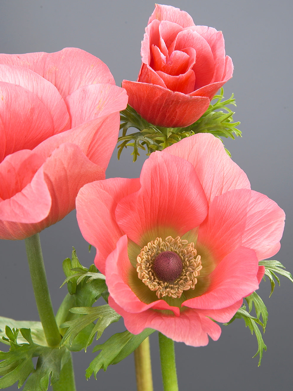 Anemone 'Barbie' | DutchGrown™ | Order Top Quality Online