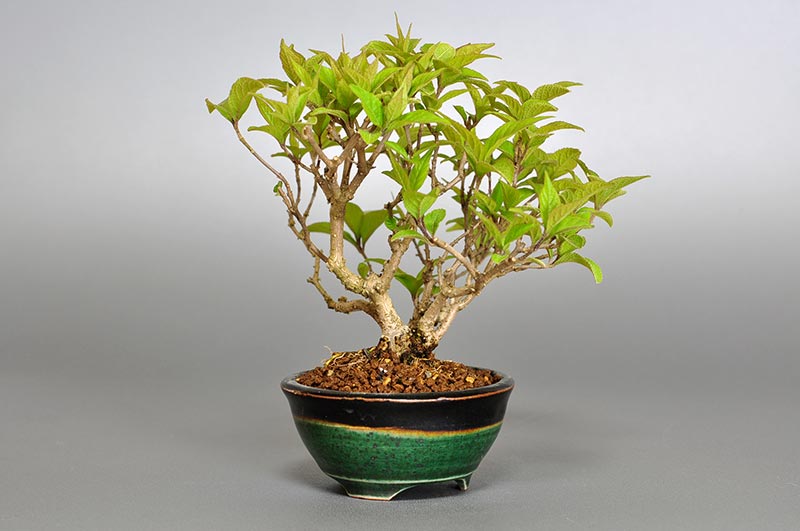 ムラサキシキブA（むらさきしきぶ・紫式部）ミニ盆栽の販売と育て方