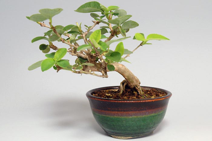 ウグイスカグラC（うぐいすかぐら・鶯神楽）実もの盆栽の販売と育て方