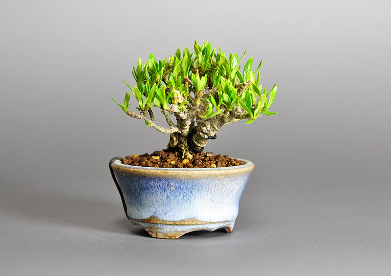 クチナシ-O1（くちなし・梔子）ミニ盆栽の販売と育て方・作り方