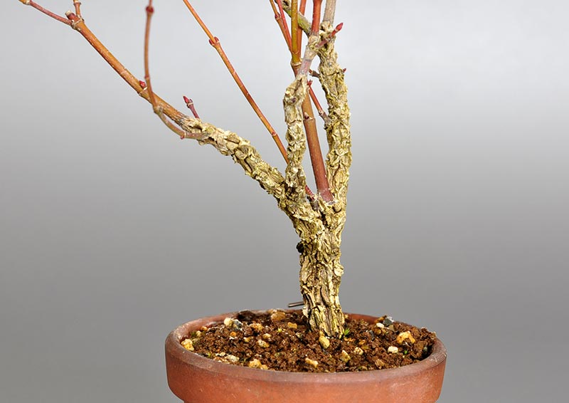 アラカワモミジ-E-1（あらかわもみじ・荒皮紅葉）雑木盆栽の販売と育て
