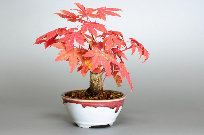 コハウチワカエデ-M1（こはうちわかえで・イタヤメイゲツ・小羽団扇楓