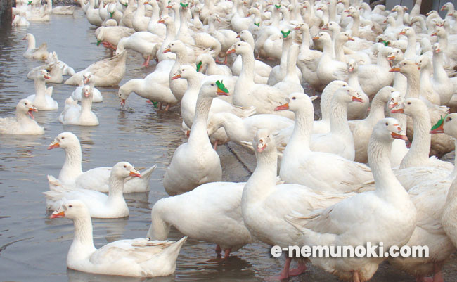 最高級ハンガリー産マザーグースダウン2枚合わせ羽毛布団