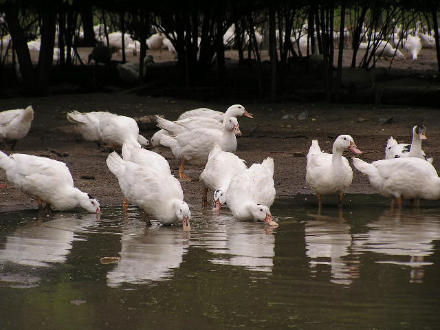 ハンガリー産ホワイトダックダウン90％羽毛布団 京都 眠むの木