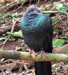 アカガシラカラスバト | 自然環境・生物多様性 | 環境省