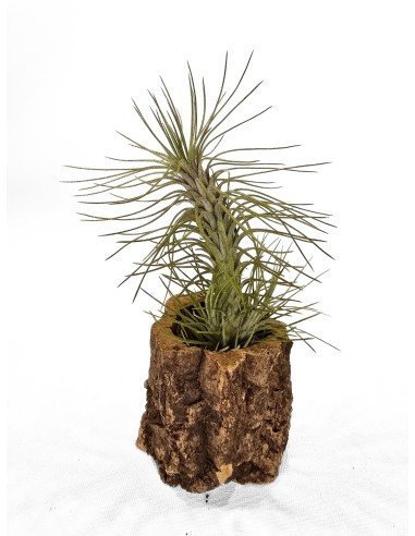 Tillandsia Funckiana x Recurvifolia