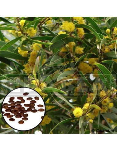 acacia-confusa-20-seeds.jpg