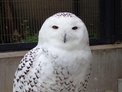 シロフクロウが亡くなりました - 自然動物園 - 公益財団法人 えどがわ