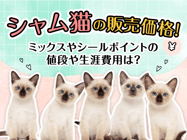 シャム猫の販売価格！ミックスやシールポイントの値段や生涯費用は？