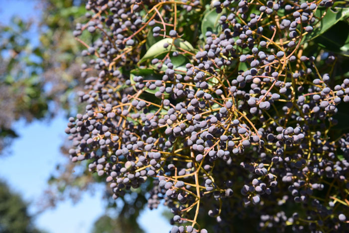 樹木シリーズ223 ネズミモチ、トウネズミモチ | あきた森づくり活動