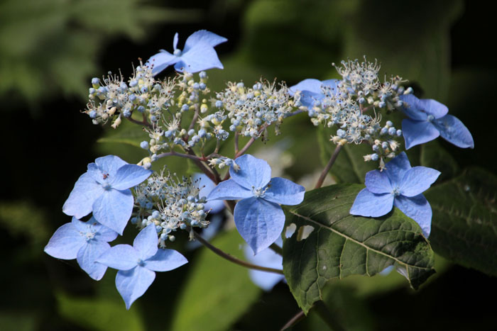樹木シリーズ90 エゾアジサイ | あきた森づくり活動サポートセンター
