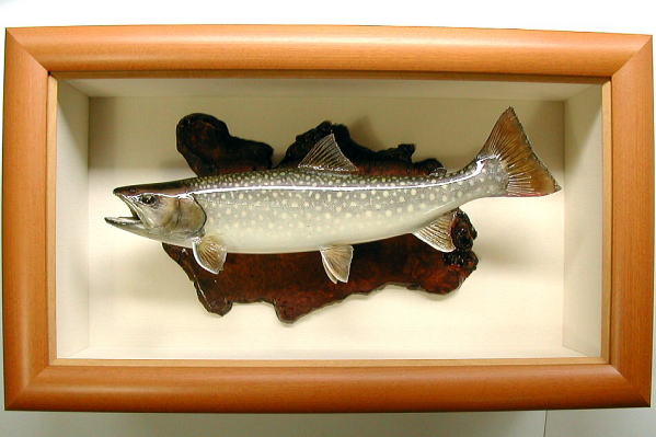 イワナ剥製【魚類剥製工房フィッシュクラフトマツモト】