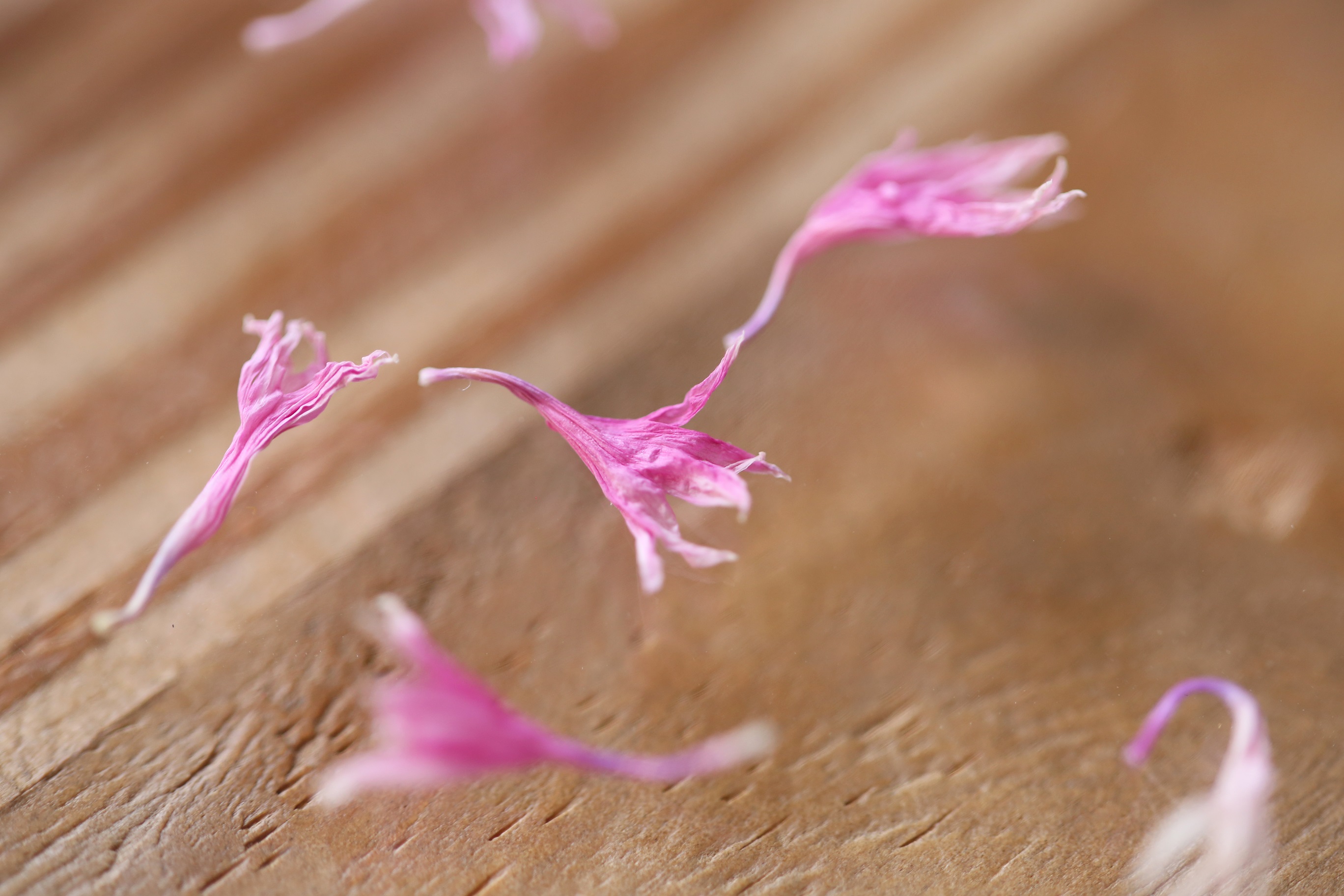 国産 食用花 コーンフラワー ピンク かわいいハーブのギフトが見つかる