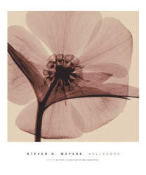 Steven N. Meyers - Art Prints Online | Frameshop