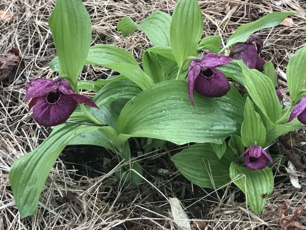 幻の花「釜無ホテイアツモリソウ」 | 富士見パノラマリゾート 長野県