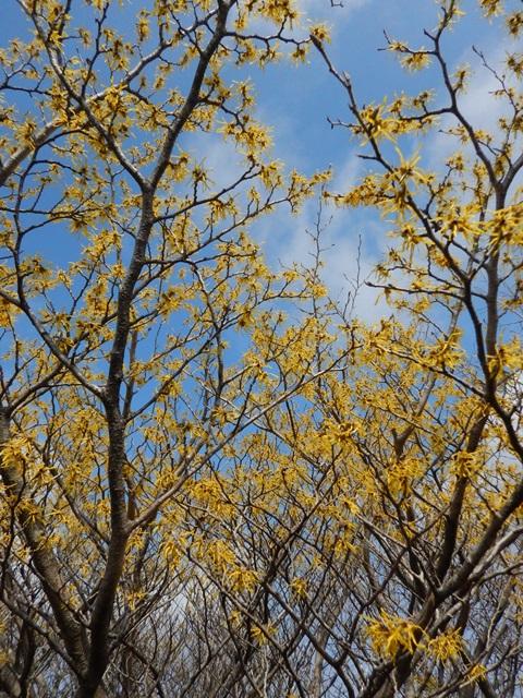 マンサク満開。久住山（1786M)、中岳（1791M)ハイキング 大分県 | 登山