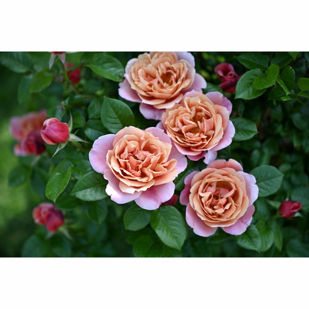 完売御礼【バラ予約】 バラ大苗 ピンク・ビンテージ 予約特典付き