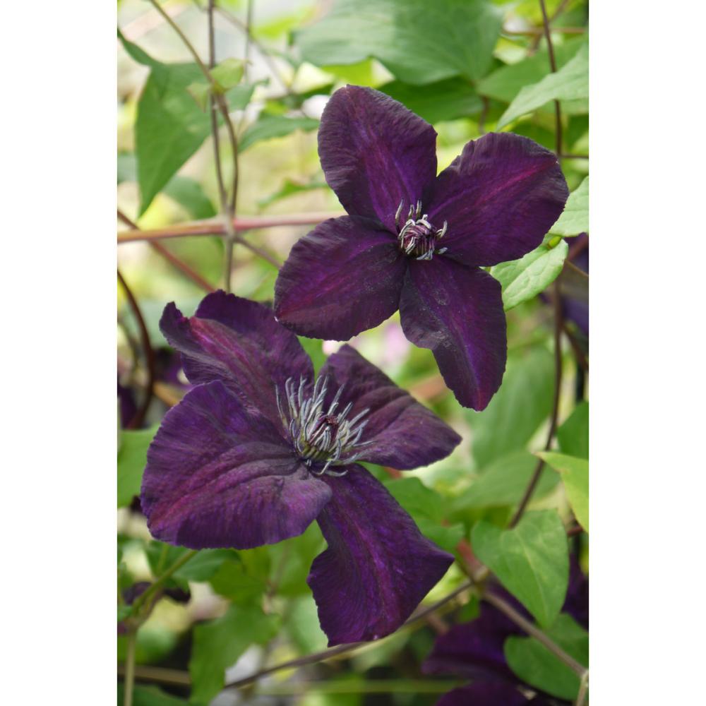 ビチセラ系 ダーク・アイズ クレマチス （『希少種』よりどり3ポット