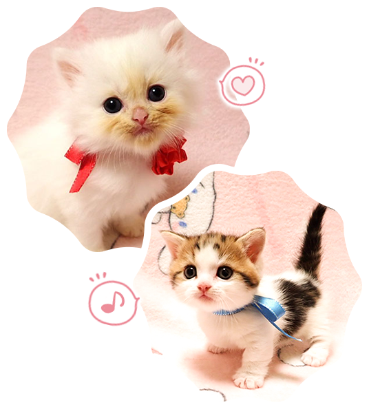 広島でマンチカン・ミヌエットの子猫販売｜かわいい子猫のニーナ