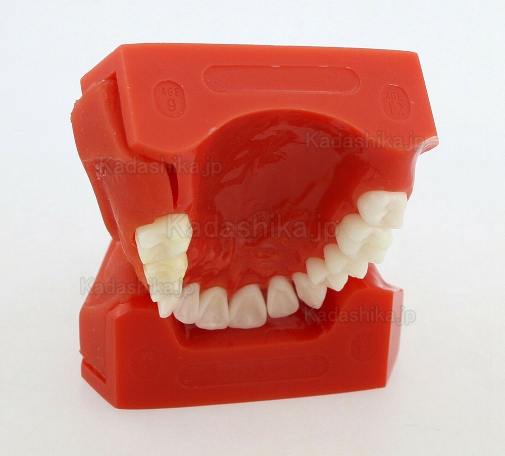 歯列発育顎模型 永久歯デモンストレーション模型 #4006 - 荷田歯科
