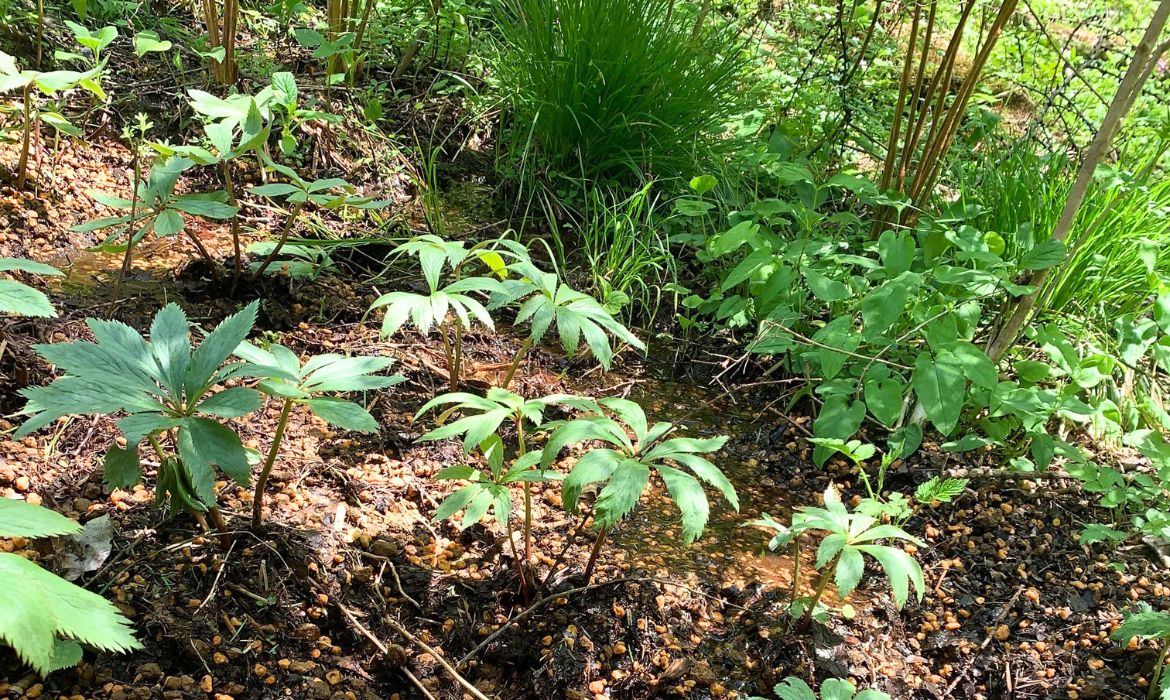 クリスマスローズ チベタヌスの種子 花郷園