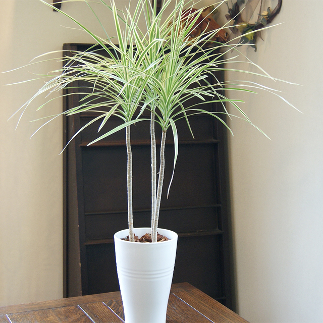 観葉植物ドラセナコンシンネトリカラーをお祝いにインターネット通販