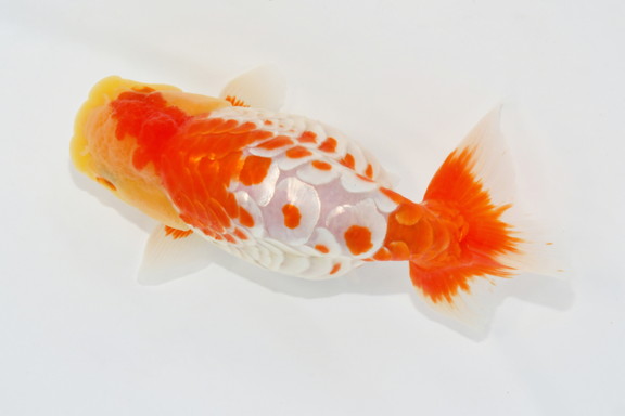 KBO 【金魚探訪記】第31回 金魚日本一大会 2025年10月26日開催