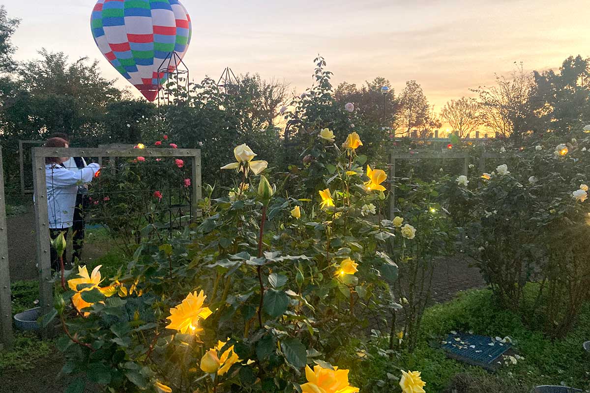 夕暮れに浮かぶ幻想的なバラ 平塚・花菜ガーデン「香りも楽しんで