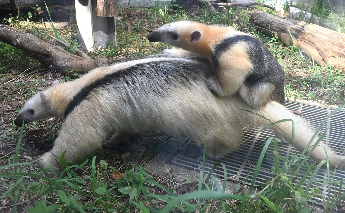 アリクイの赤ちゃん愛称「ムム」に 野毛山動物園、由来は | カナロコ