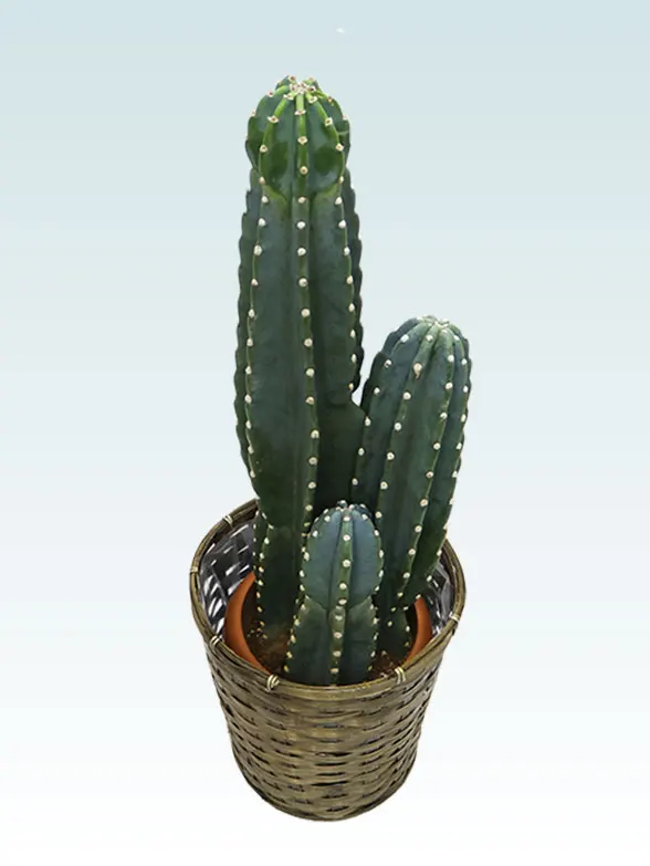 柱サボテン（鬼面角）（籐かご付、ダークブラウン色）Mサイズ/観葉