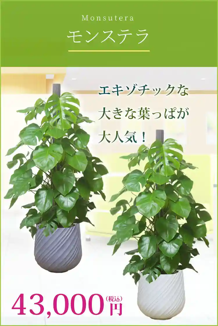 モンステラ(スパイラル型、グラスファイバー製鉢カバー付) Lサイズ