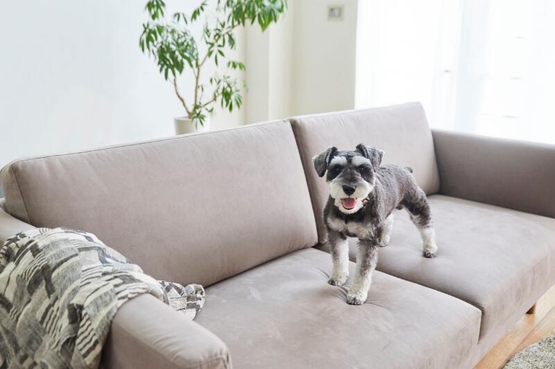 カリモクのおすすめカバーリングソファ】汚れても手入れができて