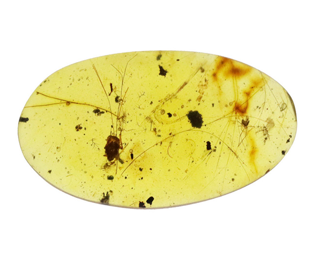 琥珀コレクターにとって特別な存在…恐竜時代の琥珀として名高い