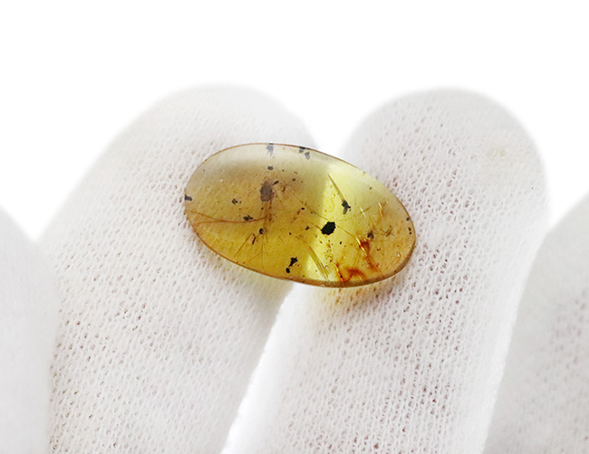 琥珀コレクターにとって特別な存在…恐竜時代の琥珀として名高い