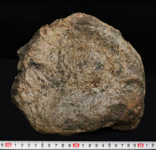 グレートワン！化石セブンの秘蔵コレクション！20センチオーバー