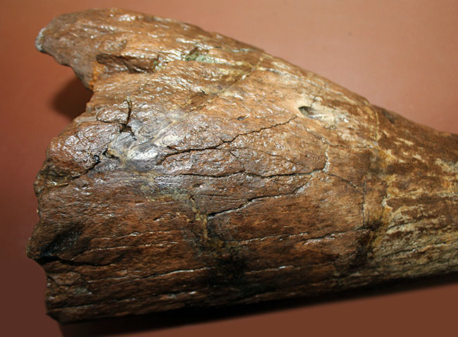 誰もが憧れるスーパーコレクション、この美しいフォルムをご覧頂きたい