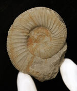 虹色アンモナイト、化石の通販・販売｜厳選した本物の虹色アンモナイト