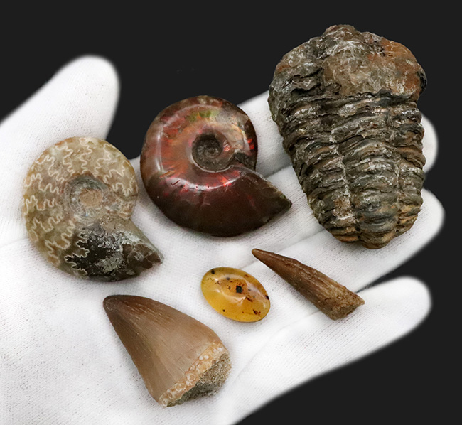 2025年クリスマス限定】恐竜・化石が大好きなお子さまへ。本物6点の