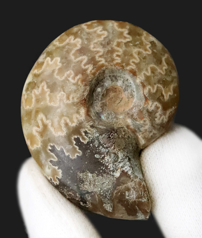 2025年クリスマス限定】恐竜・化石が大好きなお子さまへ。本物6点の