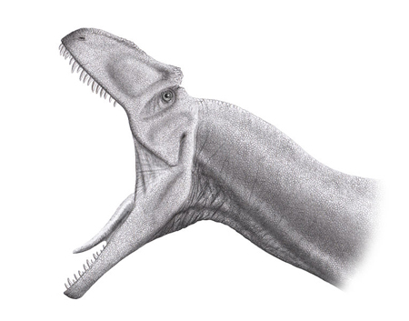 アロサウルス、化石の通販・販売｜厳選した本物のアロサウルス標本