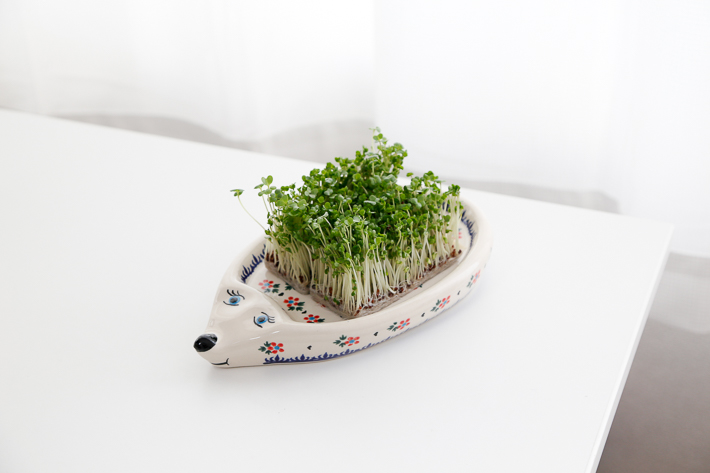 プランター・ポーリッシュポタリー(ポーランド食器)